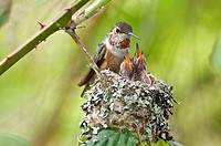Baby humming bird selasphorus rufus birds have there mouth wide open for mom to feed them. Ladner, British Columbia
