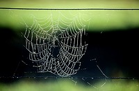Spider Net; Spider's Web in the Early Morning Dew; New Zealand