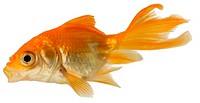 Goldfish, Carassius auratus auratus, on white background