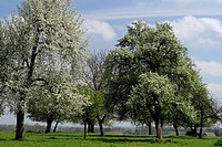 Orchard of Perry pear trees in bloom at spring, Domfrontais, Orne, Normandy, France. Perry is an effervescent alcoholic beverage obtained with pears o...