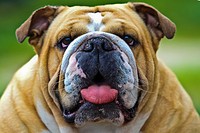 Close-up english bulldog