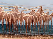 Octopus drying in the sun, Las Rotas beach, Denia, Alicante province, Comunidad Valenciana, Spain