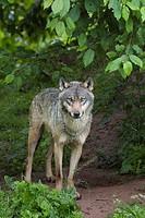 European gray wolf, Canis lupus lupus, Germany.