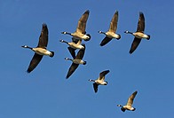 Flock of Canada Geese Flying in V Formation.
