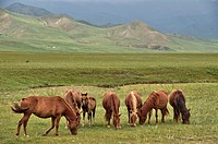Horses on the steppes. Mongolia, Bulgan.