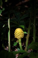 Beehive Ginger plant, Oahu, Hawaii.