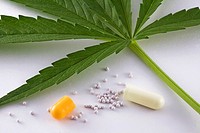 Concept of alternative medicine, leaf marijuana and contents of capsule open on white background.