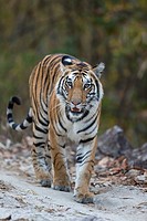 Tiger (Panthera tigris) walking on forest track, Kanha National Park, Madhya Pradesh, India.