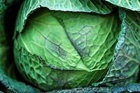 Detail of a cabbage
