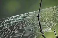 A spider web catches the wind at dawn, Pennsylvania, USA.