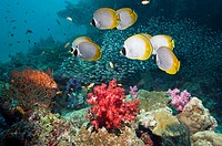 Panda butterflyfish (Chaetodon adiergastos) over coral reef with soft corals. Andaman Sea, Thailand.