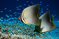 Eastern triangular butterflyfish (Chaetodon baronessa) pair. Feeds exclusively on coral polyps. Misool, Raja Empat, West Papua, Indonesia.
