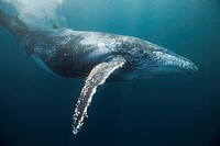 Humpback Whale, Megaptera novaeangliae, Indian Ocean, Wild Coast, South Africa.