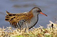 Water Rail on the grass.