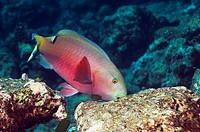 Indian parrotfish (Scarus strongycephalus), female scraping coral rock for algae. Maldives.