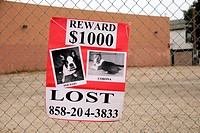 Lost dog poster on fence, San Diego, California.