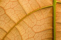 Leaf Vein and Cell Structure Detail in Botanical Garden Erfurt. Germany.