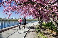 Japanese Cherry Blossoms around the Jacqueline Kennedy Onassis Reservoir, NY, USA.