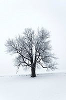 Tilia Tree on a Snow Field. Schönau. Austria.