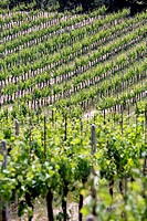 Vineyards in the Tuscany region of Italy.