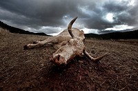 Dead cow, Gudar, Teruel, Spain
