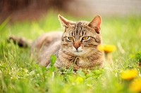 Cat resting in spring grass.