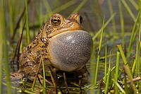 American toad - Bufo americanus - New York - Male calling to attract females.