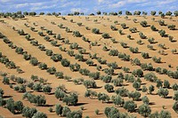 Olive grove, Spain.
