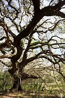 Oak tree in Payne's Prarie State Preserve near Gainesville, FL.