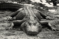 American alligator. Payne's Prarie State Preserve. Gainiesville, Florida, USA.