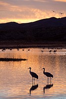 USA, New Mexico, Bosque del Apache National Wildlife Refuge, Greater Sandhill Cranes (Grus Canadensis Tabida), sunset.