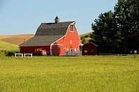 USA, WASHINGTON STATE, PALOUSE COUNTRY NEAR PULLMAN, RED BARN IN WHEAT FIELD, OLD TRUCK IN FRONT OF BARN.