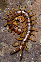 Close up view of the beautiful Megarian centipede (Scolopendra cingulata).