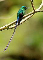 Long-tailed Sylph hummingbird San Eusebio Cloud Forest Venezuela.
