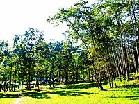 Camping field in the forest of Huay Nam Dung Natonal Park in Chiang Mai, Thailand.