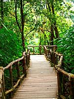 Wooden path way among the forest in Doi Inthanon in Chiang Mai, Thailand.