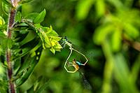 Rambur´s Forktail Damselflies Ischnura ramburii Mating Wheel-of-Life