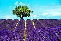Europe, France, Alpes-de-Haute-Provence, 04, Regional Natural Park of Verdon, Valensole. Field of lavender.