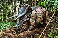 Triceratops (which means ""three horned face"") dinosaur from the late Cretaceous period. Goes to a length of 29.5 feet and weighted 5 to 8 tons. Was ...
