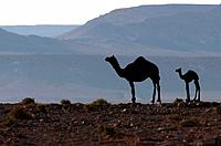 Arabian camel or Dromedary (Camelus dromedarius). Camel calf and his mother in the Negev Desert, Israel.