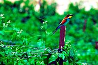 A Bee-eater sits on a pole in a vineyard searching for bees.