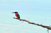 A common kingfisher on a stick.