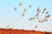A group of European Turtle Dove fly over desert sky.