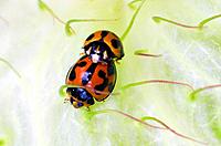 Red and black lady bugs or lady birds mate on a green swanplant.