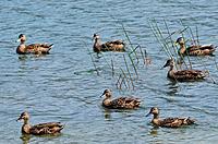 Mallard ducks on a lake.