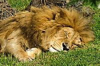 Sleepy African lion on a green gerass.