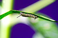 Monarch Butterfly caterpillar on a green leaf.