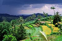 INDONESIA, BALI, NEAR LAKE BRATAN, VEGETABLE FIELDS IN HIGHLANDS, DARK RAIN CLOUDS.