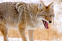 Coyote Yawning, Yellowstone, Wyoming, USA