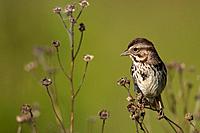 sparrow, California, USA